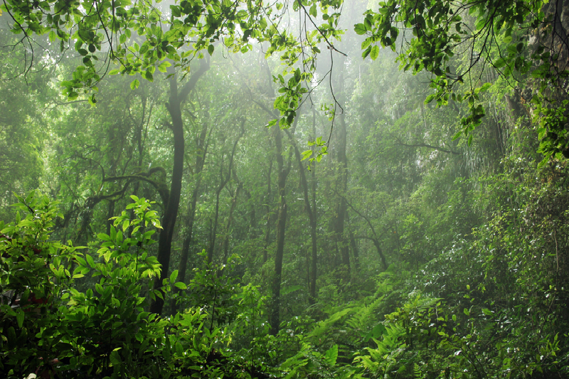 Lush tropical vegetation inside El Yunque National Forest in Puerto Rico
